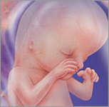 Hamilelik 13.hafta