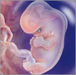 Hamilelik 8.hafta